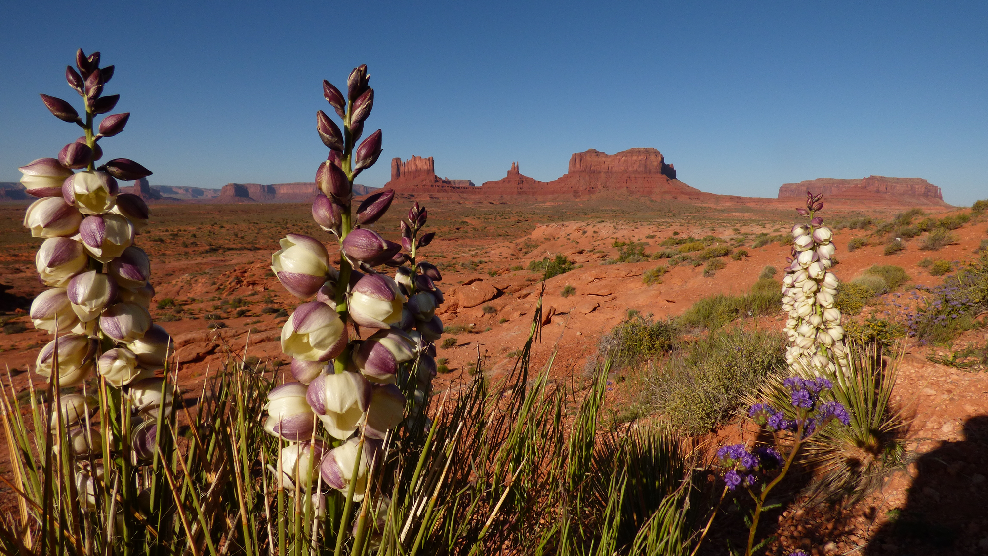 A cluster of blooming yucca plants in a red desert.