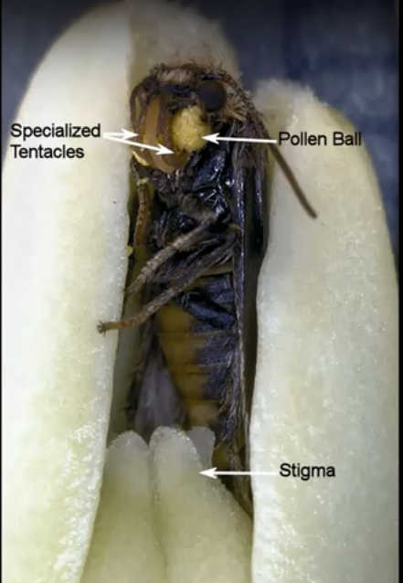 Yucca Mutualism, Mouth Tentacles and the Shadow Self