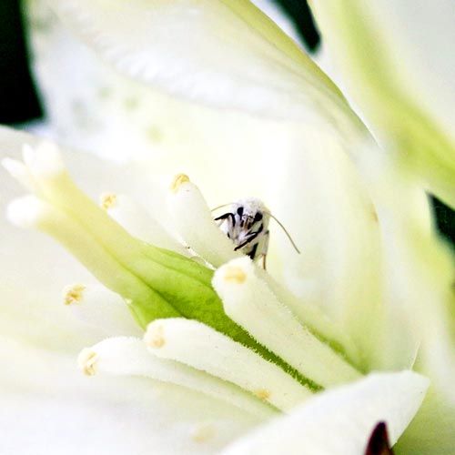 Yucca Mutualism, Mouth Tentacles and the Shadow Self