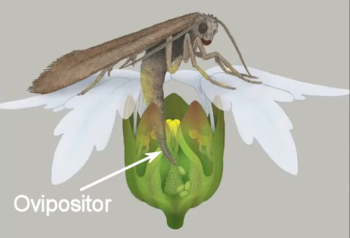 Yucca Mutualism, Mouth Tentacles and the Shadow Self