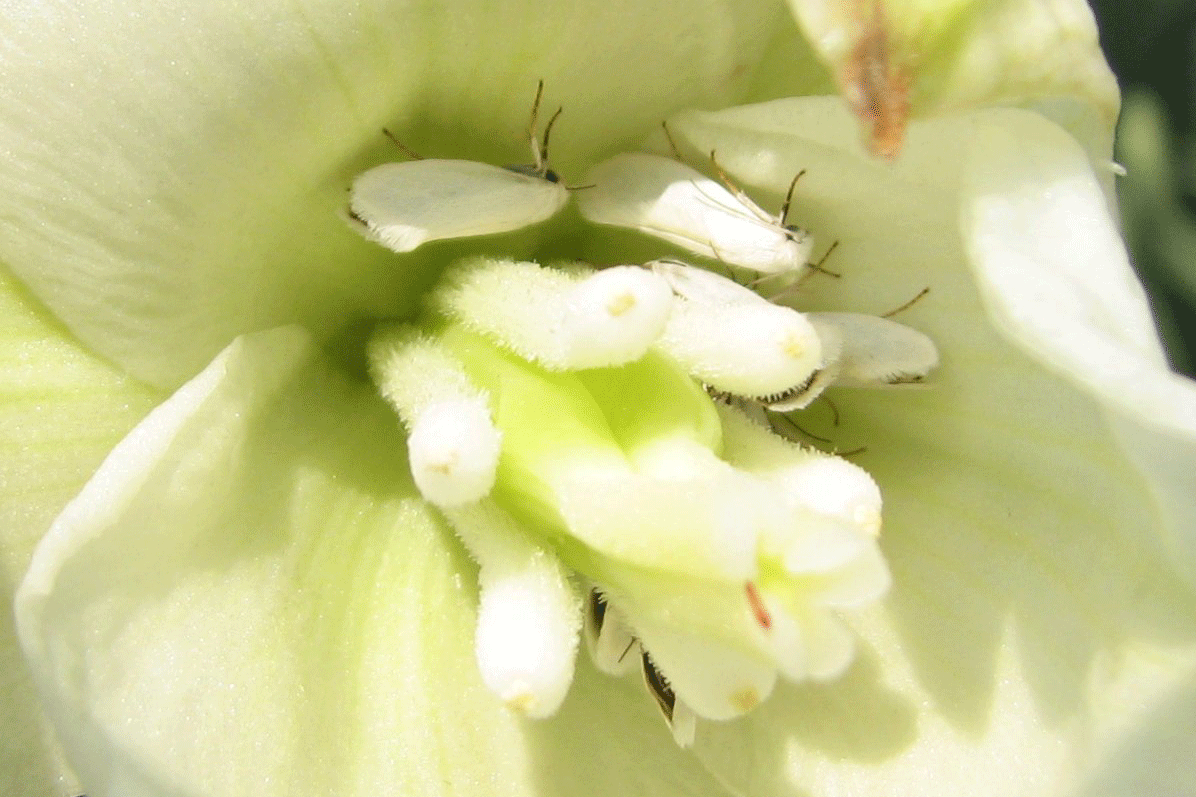 Yucca Mutualism, Mouth Tentacles and the Shadow Self