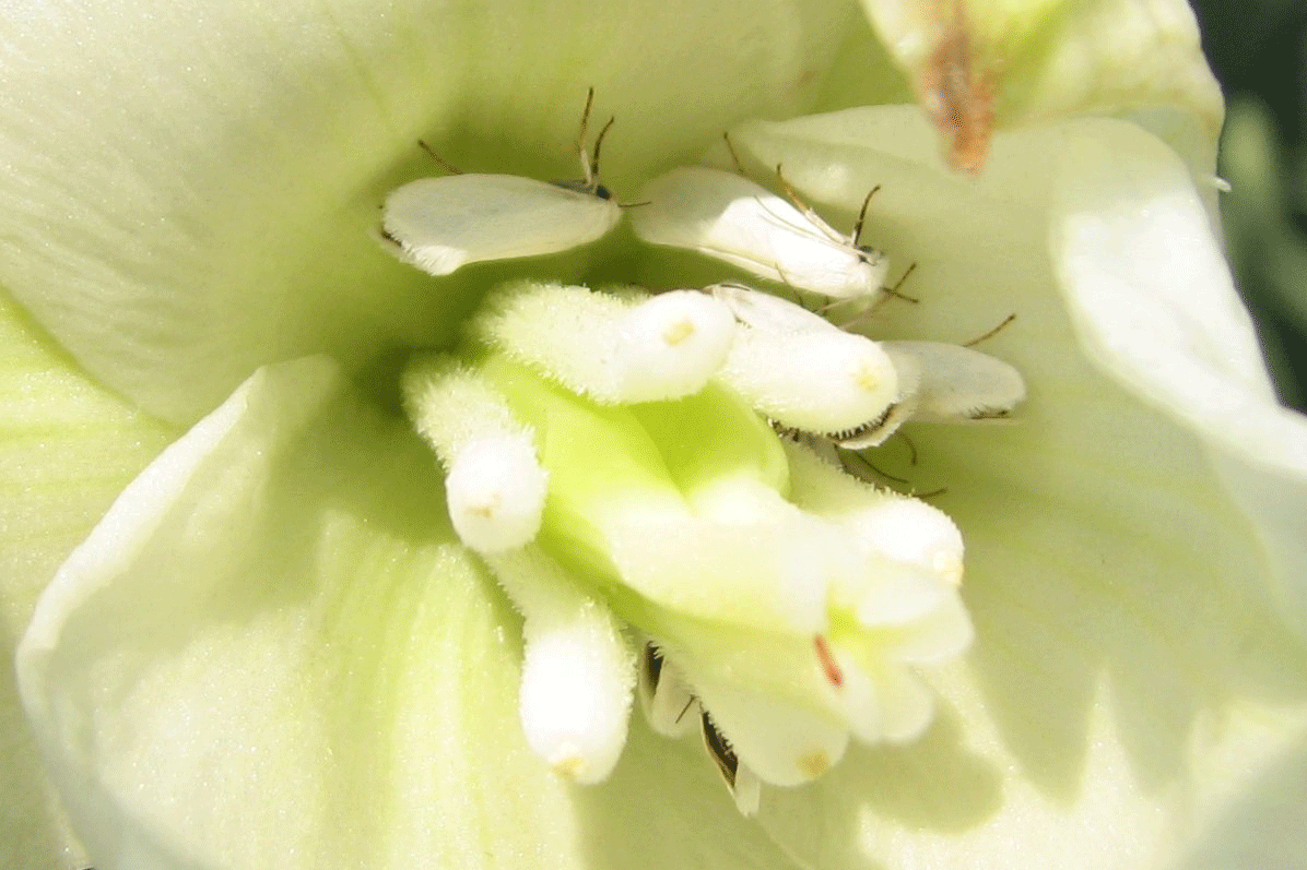 Yucca moths inside a yucca flower.